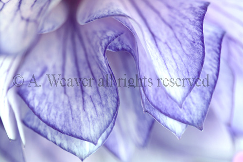 Hellebore
