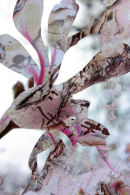 Magnolia and Bark