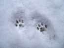 Pawprints
