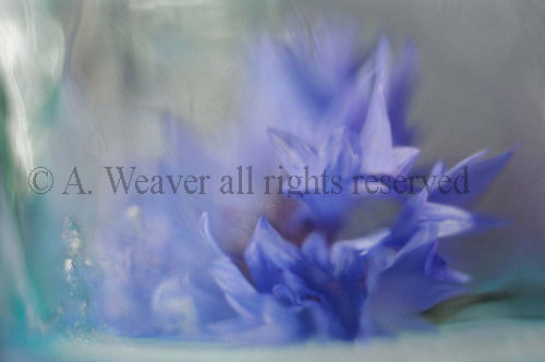 Cornflower