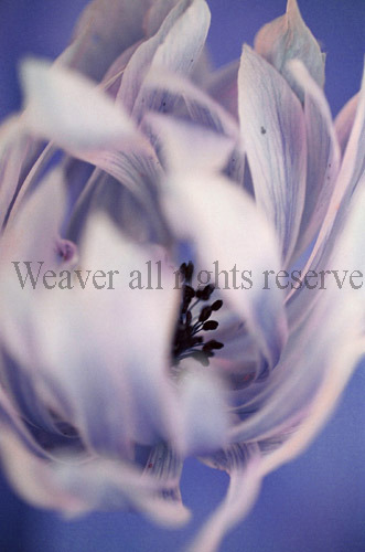 Anemone