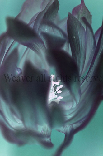 Velvet Anemone