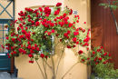 Damstredet roses