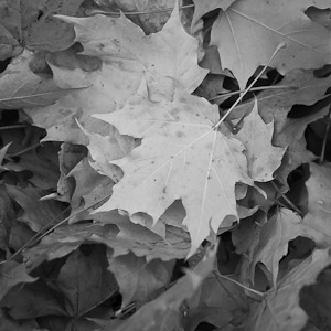 6. Converted and cropped