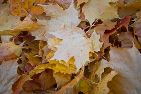5. Autumn Leaves