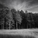 Evening Light