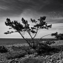 Little tree