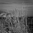 Gras on the shore
