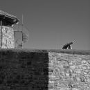 Castle Detail