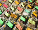 Nice - Herbs
