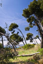 Landscape on Saint-Honorat