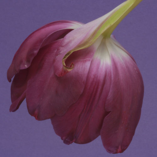 Purple Tulip