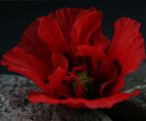 Red Poppy & Pebbles