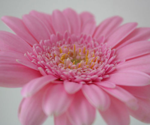 Pink Gerbera