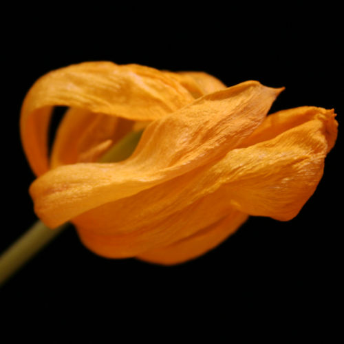 Yellow Tulip