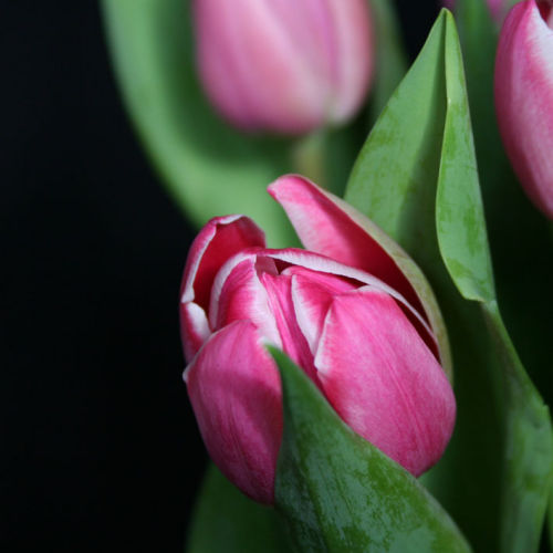 Pink Tulips