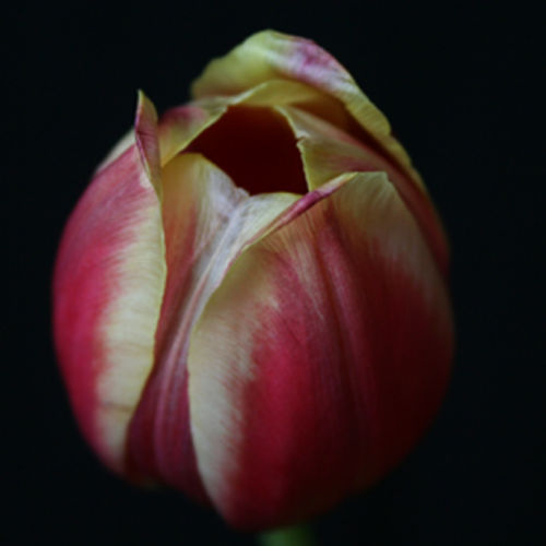 Red/Yellow Tulip