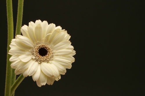 White Gerbera