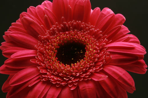 Pink Gerbera
