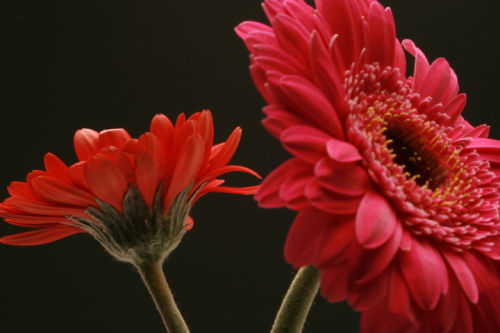 Red & Pink Gerberas