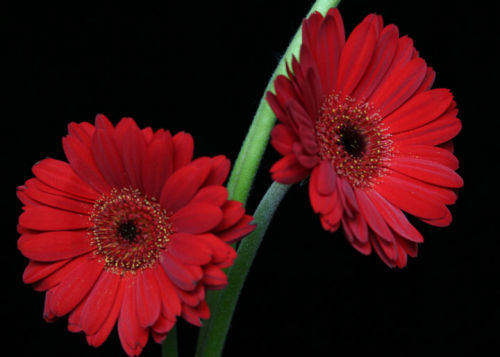 Red Gerberas
