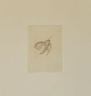 Little insect/ Natsværmer. Anno2005.Hard ground and etching.Size 27x 25 cm( se also motive  close on other foto).
Price for both insect motives  (Are sold together ) Dkr 5000,-; £548,-Euro 666,-