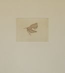 Small insekt/ Natsværmer. Anno 2005. Hard ground and etching,Size:27 x25 cm. ( see also the motive close  on other foto) 
Price for both insect motives ( Are sold together)Dkr : 5000,-;£ 548-;Euro 666. 
