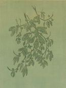 Chestnut/Kastanie.Anno2005. Hard ground and etching. Size:49 x 34 cm ( Motive  close )
