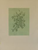 Chestnut/ Kastanie.Anno 2005.Hard ground and etching,Size:49 x34 cm( see also the motive taken closeon the other foto)
Price:Dkr 2000,-£219,-;Euro266,-
