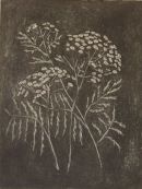 Tansy/Rejnfan. Anno 2002.Hard ground and etching.Size ,with litle paspartout: 30 x21 cm.( Motive close)
