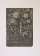 Dandelion/Mælkebøtte. Anno 2001. Hard ground and etching.Size: 30 x 21 cm.
Price: Dkr 1500;£164;Euro 200