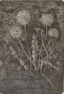 Dandelion/ Mælkebøtter, Anno 2005.Hard ground and etching.size30 x 21 cm. Motive close