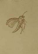 Little insect/ Natsværmer: anno 2005.Hard ground and etching. Close up.