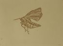 Little insect/ Natsværmer.  Anno 2005. Hard ground and etching.
Close up.