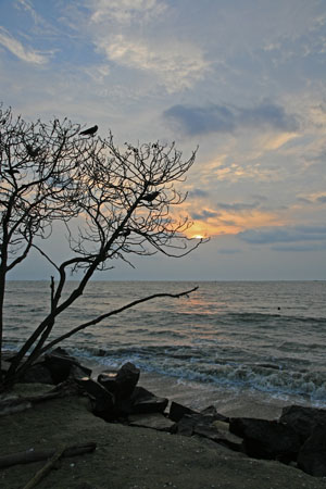 Arabian Sea with Crows