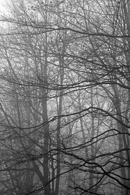 Beech Hanger Kings Wood