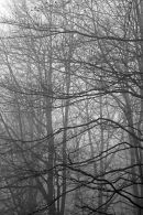 Beech Hanger Kings Wood