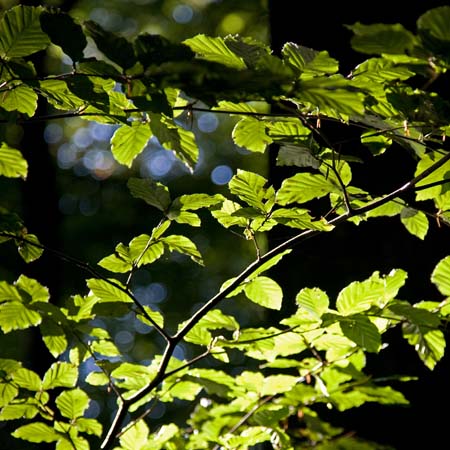Beech Leaves