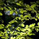 Beech Leaves