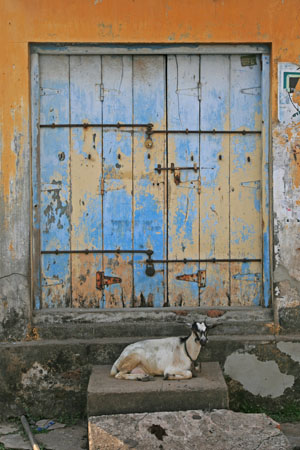 Blue door with goat
