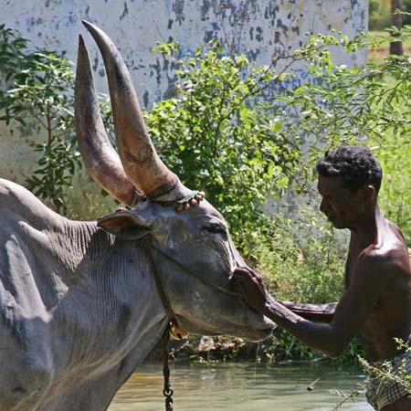 Bullock washing
