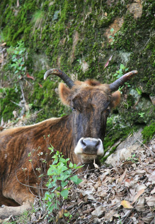 Cow at Top Station Kerala