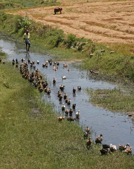 Duck herding
