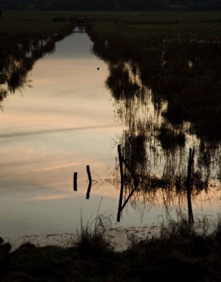 Evening Duck