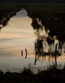 Evening Duck