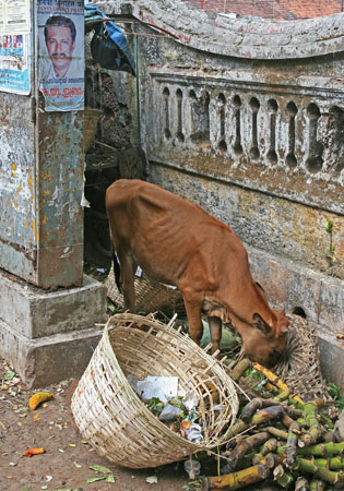 Foraging cow India