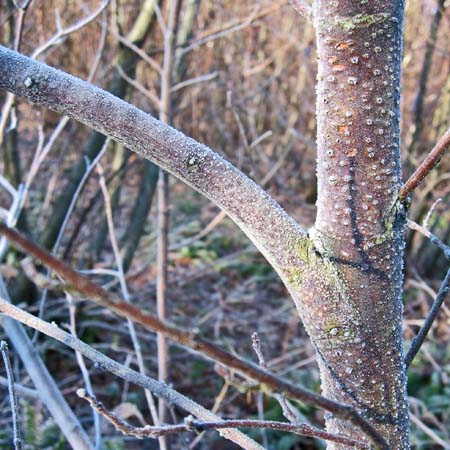 Frost