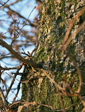 January Trunk