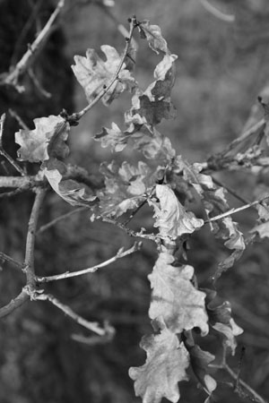 January leaves