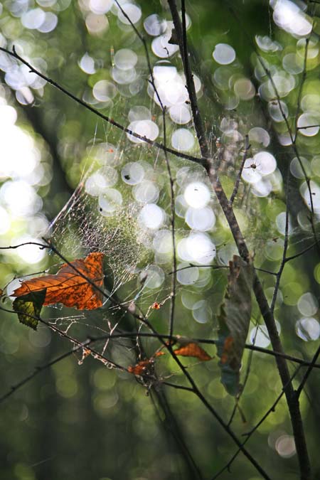 Kings Wood Web